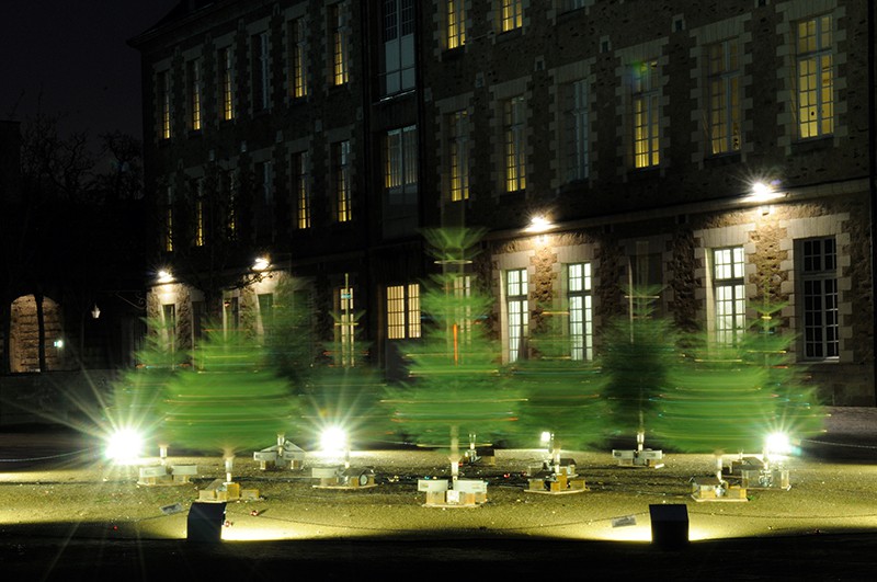 sapins dans la cour du chateau 