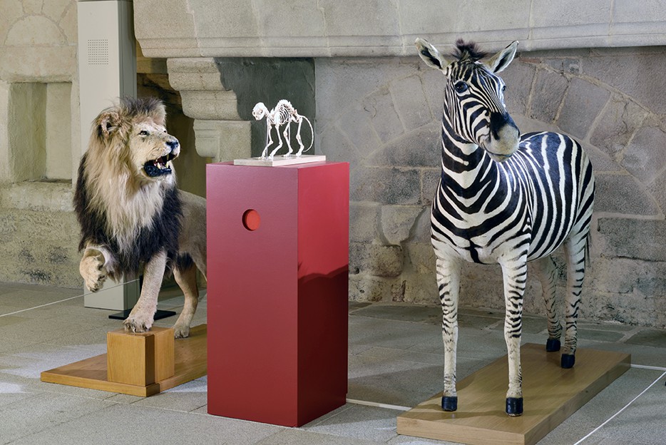 animaux du museum dans le musée