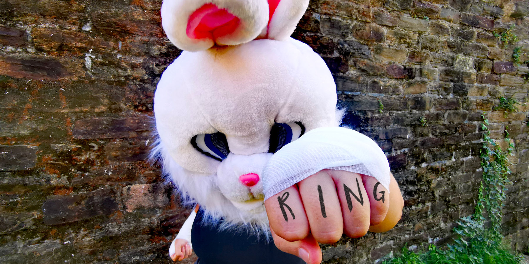 Le ring du lapin blanc